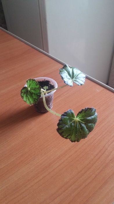 Комнатное растение бегония