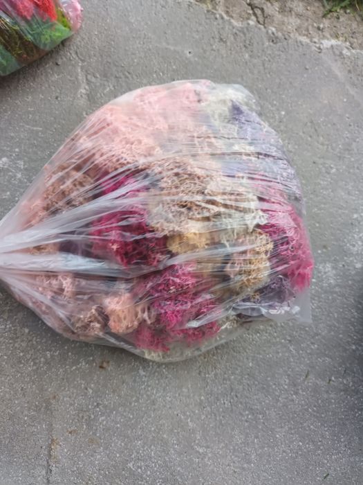 Отпадачен скандинавски мъх