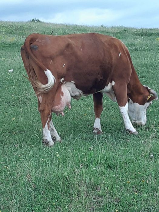 Vînd vacă  de 7 ani cu lapte fatată recent dar vițelul sa vândut