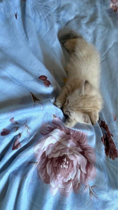Кошка без гарантий