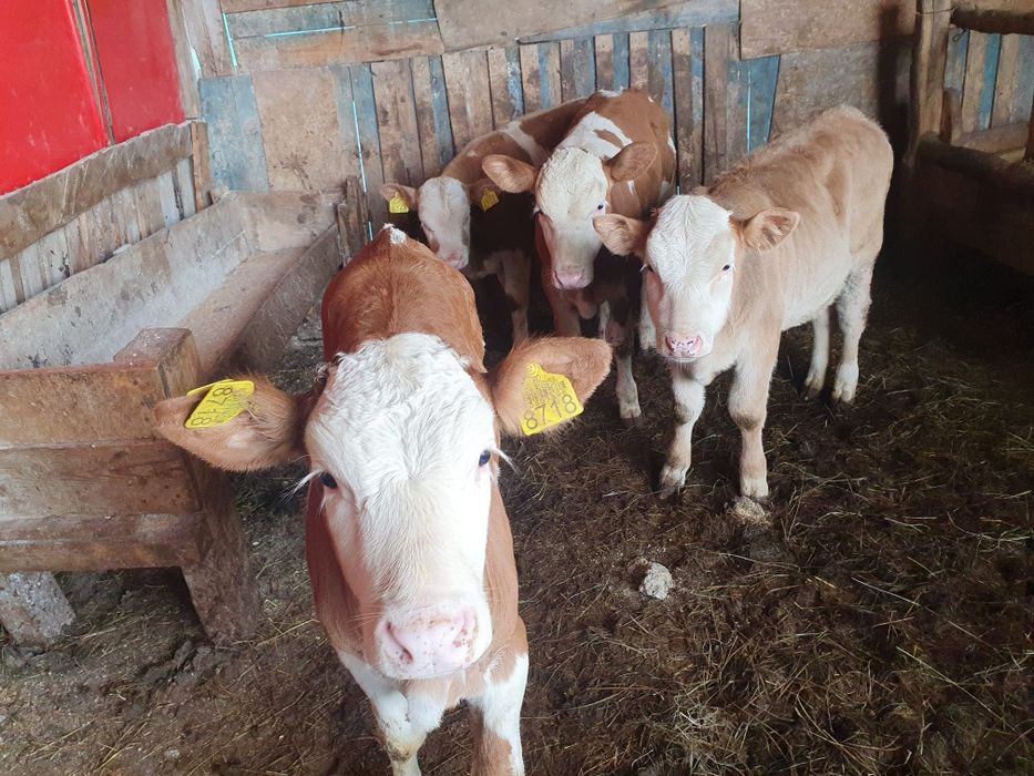 Vand 8 vitele baltate si 1 tauras