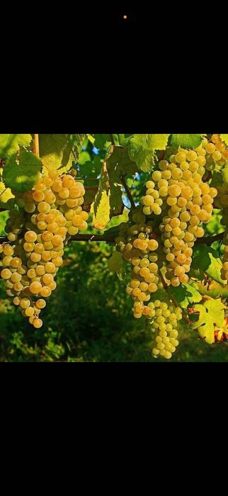 Struguri de vin