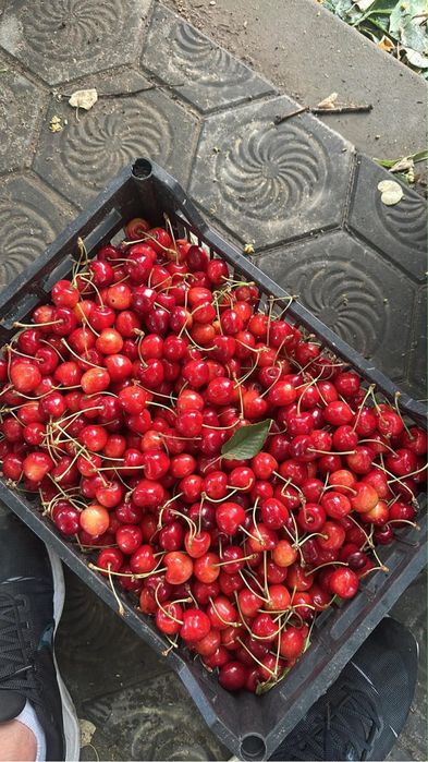Vand cirese dulci