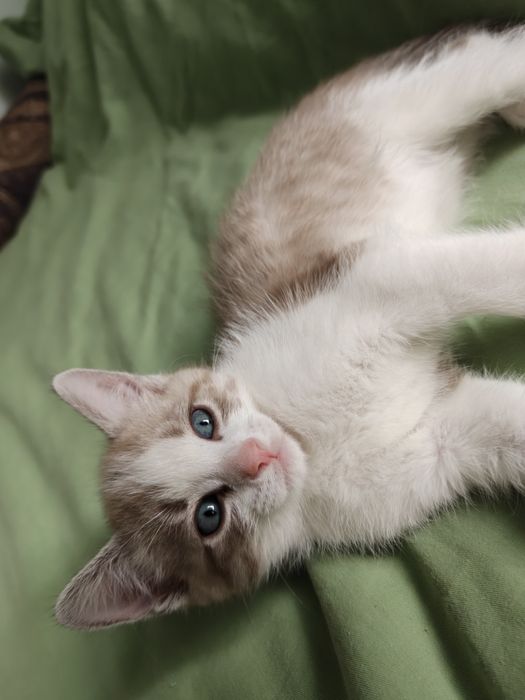 Котёнок бесплатно