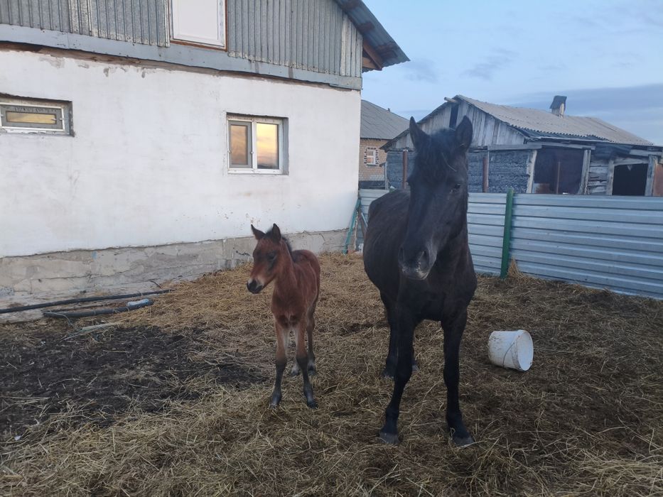 Кобыла с жеребенком