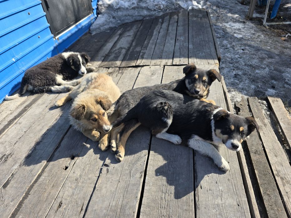 Собака щенок в добрые руки (3.5 месяца, девочка)