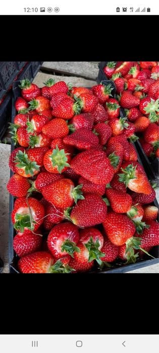 внимани продавам расат ягуди