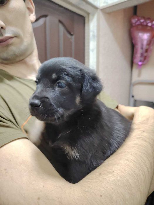 Отдам в добрые руки! Щенки средней породы / Kuchuk bor