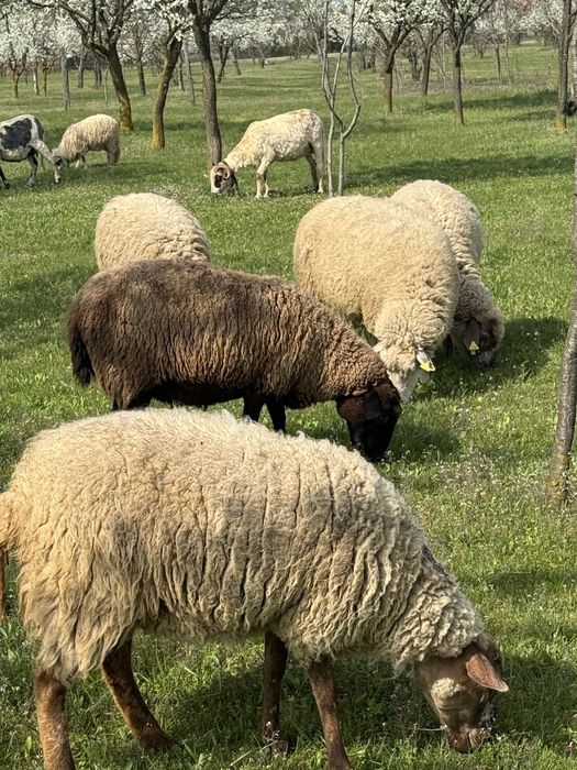 Vand oi texane cu miei langa ele