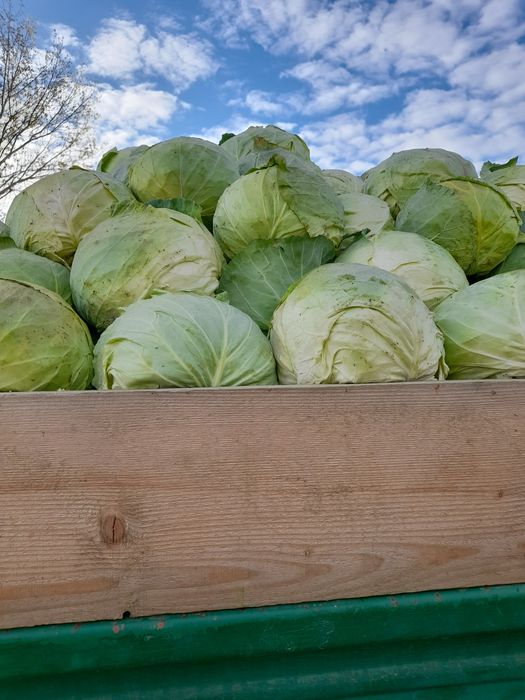 Vand varza romaneasca