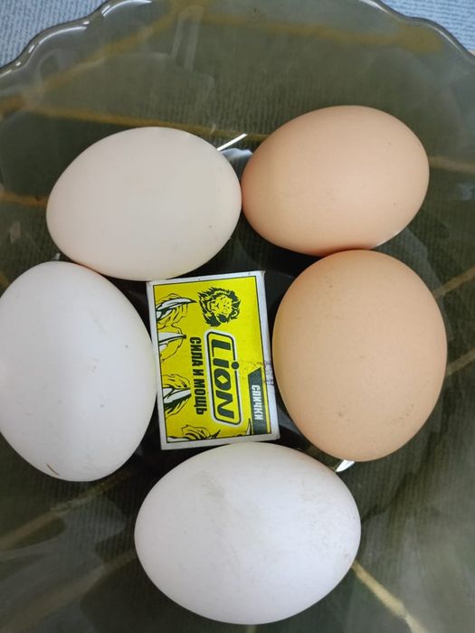 Продам домашние яйца. Пос.Красина