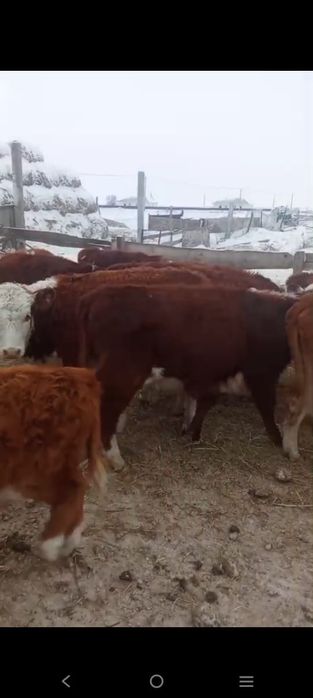 Қызыл қасқа, подсос