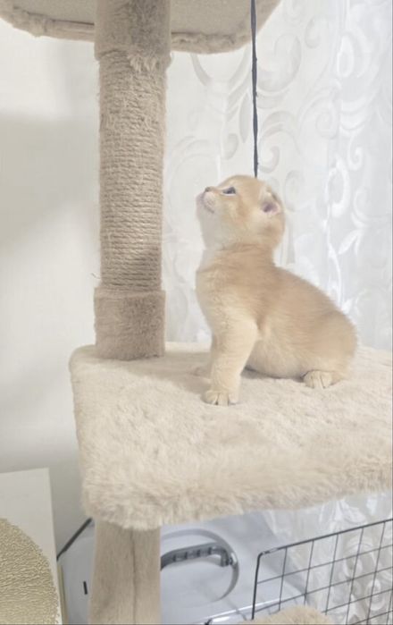 Шотландская вислоухая кошечка