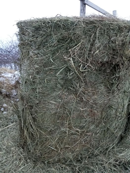 Суданка отличная