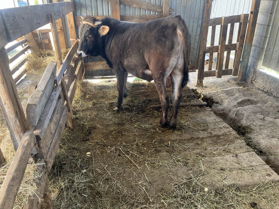 Продается бык,  Алатауской породы, стоит на откорме.