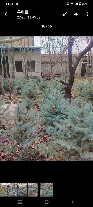 Арча Голубоу ель