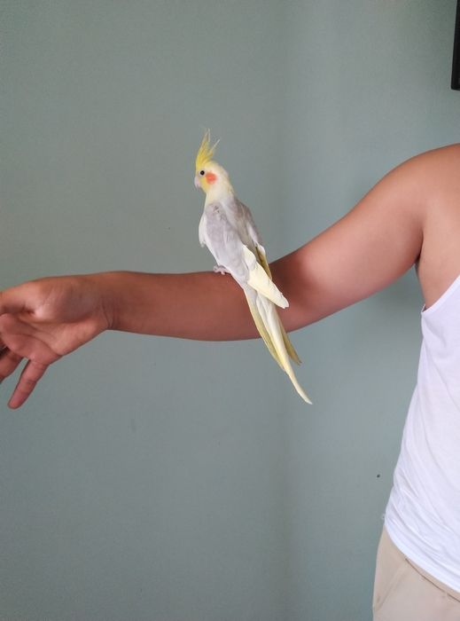 Ruchnoy karela sotiladi