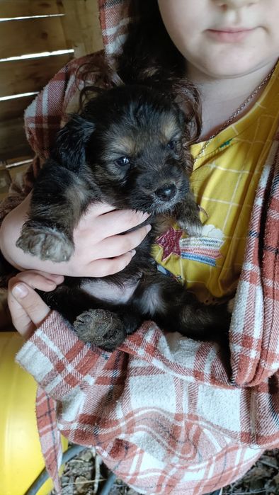 Отдам собак в добрые руки