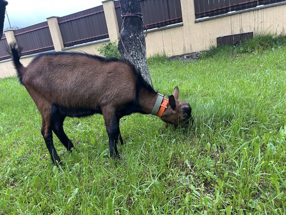 Vand țap alin fracez de 1 an fara coarne
