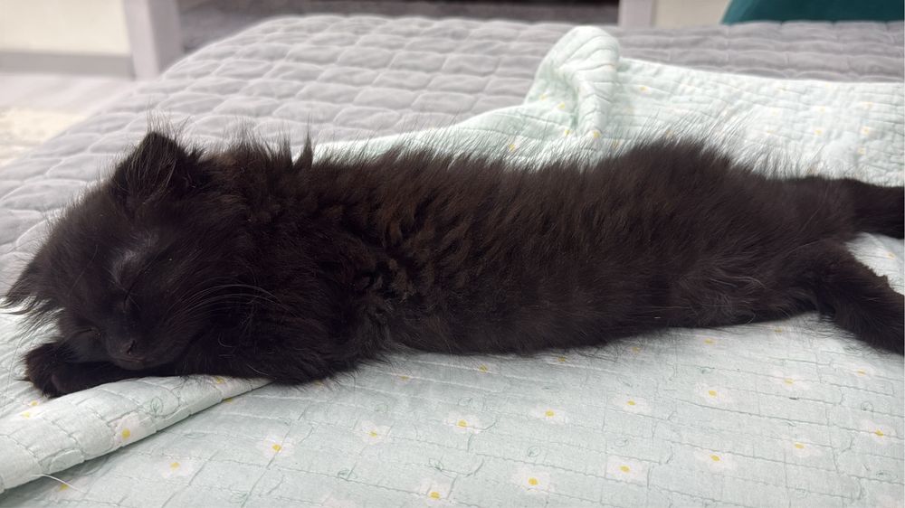 Снежок отдам даром