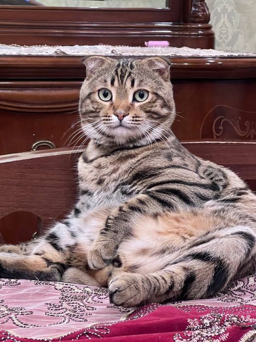 Ищем очаровательную девочку для вязки
Бенгальский кот, 1 год,
крас