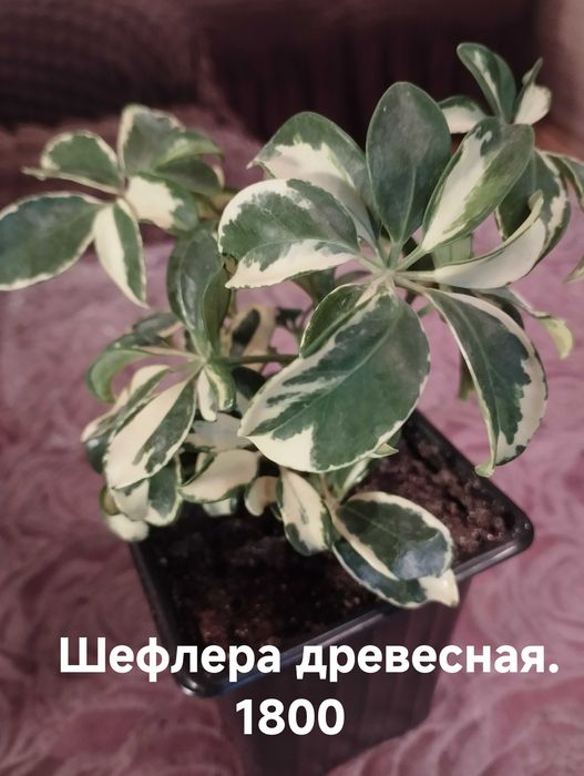Продам комнатные растения