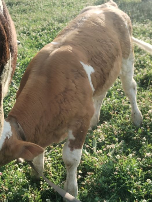 Vând vaca cu tauras lângă