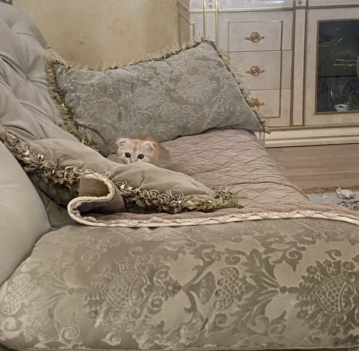 Шотладский вислоухий котенек симба