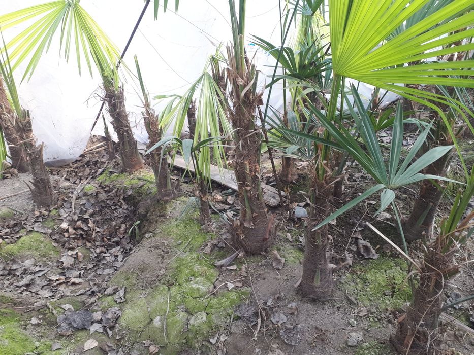 Palma gullar andijon