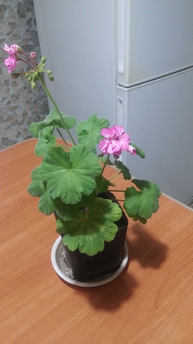 Герань комнатная