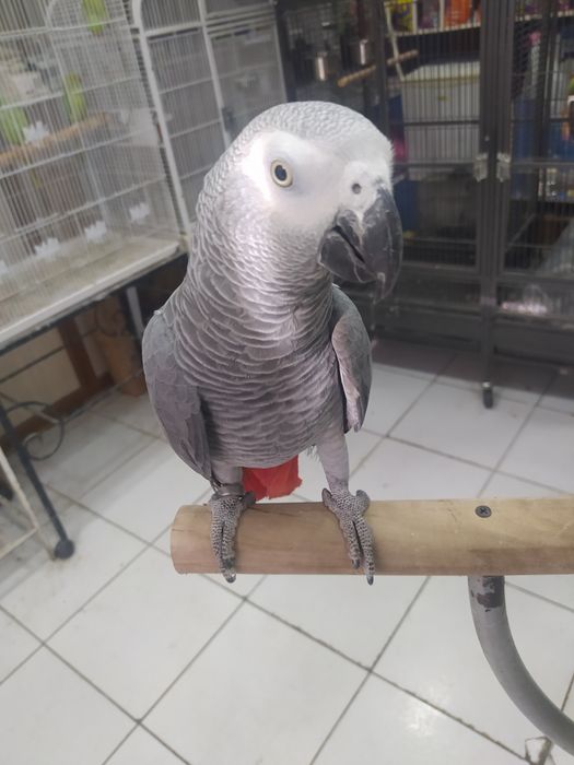 Kakadu .Ara.Jaku.Blagarodini.Aratinka Aleksandir