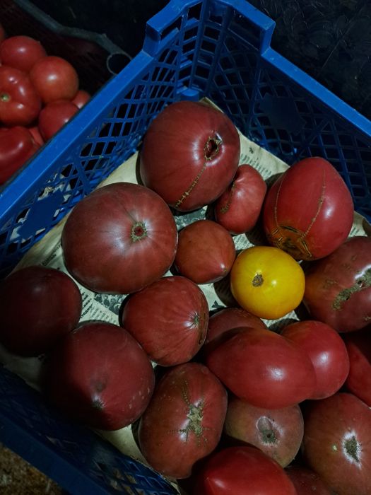 Продам дачные помидоры