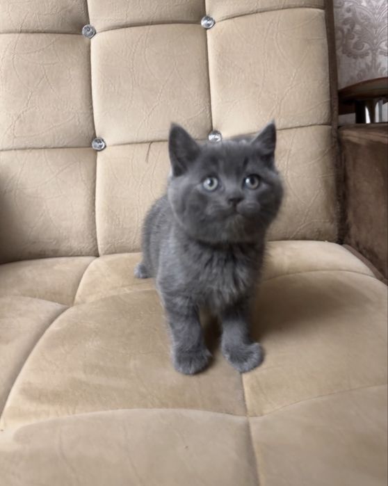 Скоттиш страйт девочка