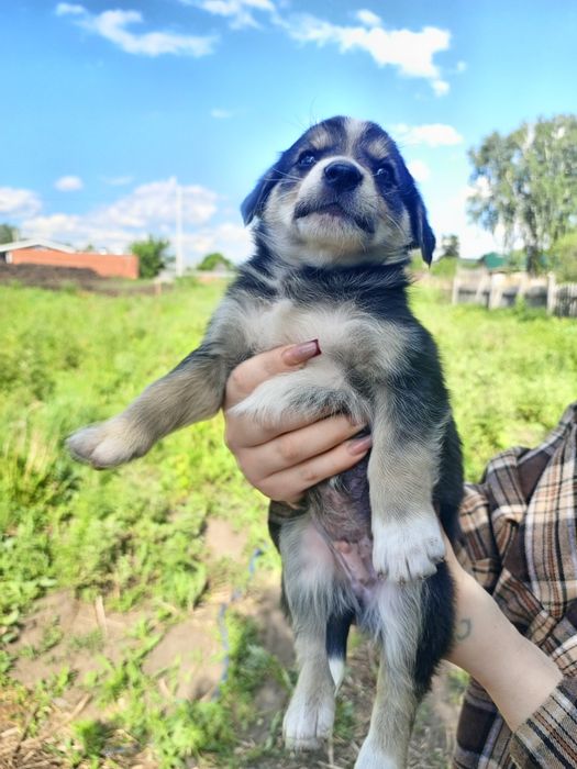 Щенкам нужен дом