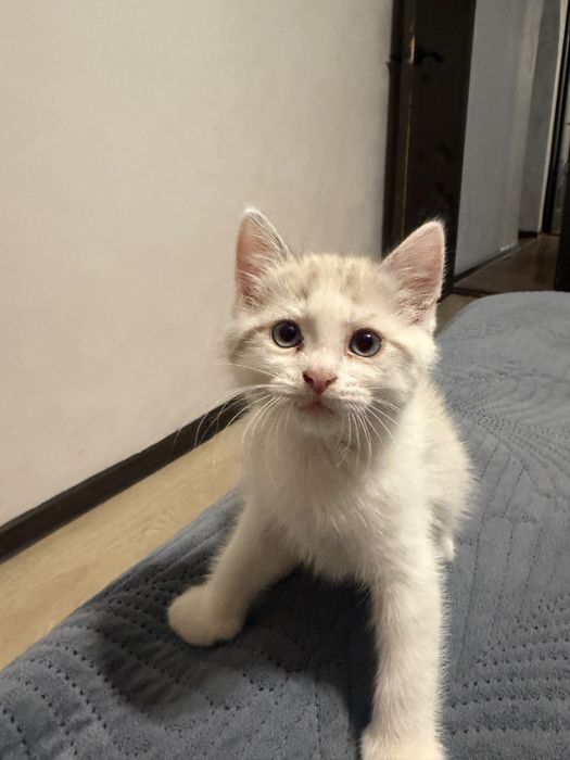 Отдам котят в хорошие руки