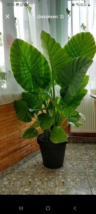 Plante verde ...