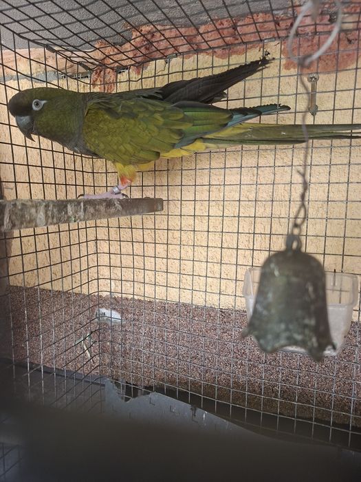 Vand schimb conure patagonian