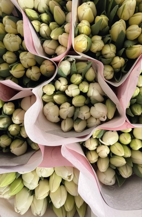 Тюльпаны из парника