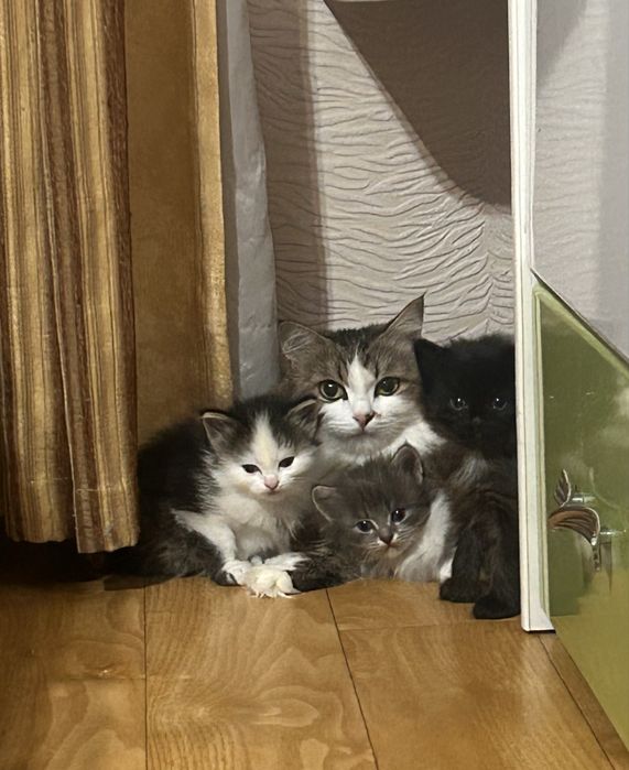 Отдам котят в добрые руки.