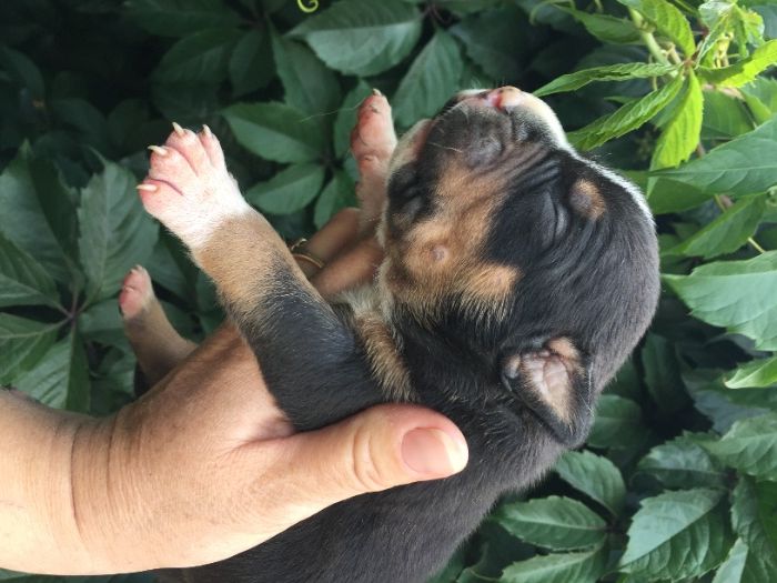 щенки американский булли