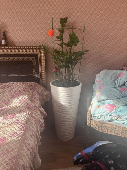 Продается денежное дерево