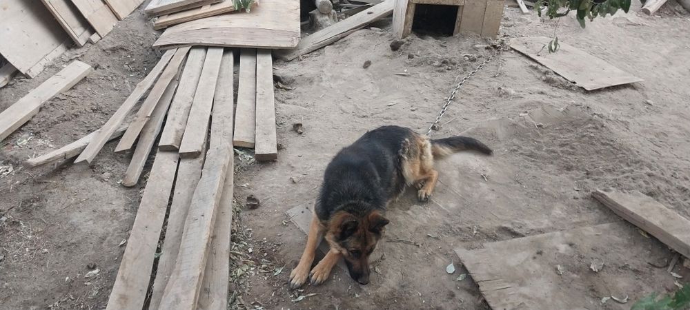 Овчарка сатылады ұрғашы
