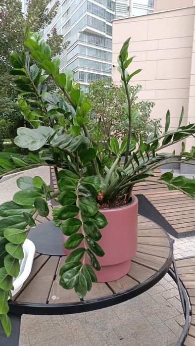 Замиокулькас (долларовый дерево)