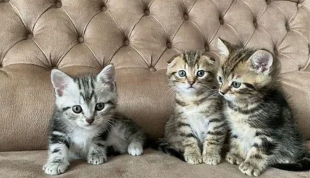Красивенькие котята