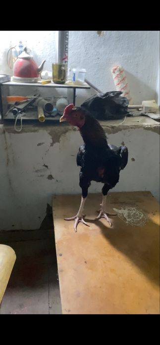 Продам курей корея  даканы