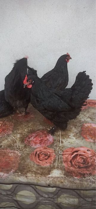 Tovuqlar sotiladi 28ta