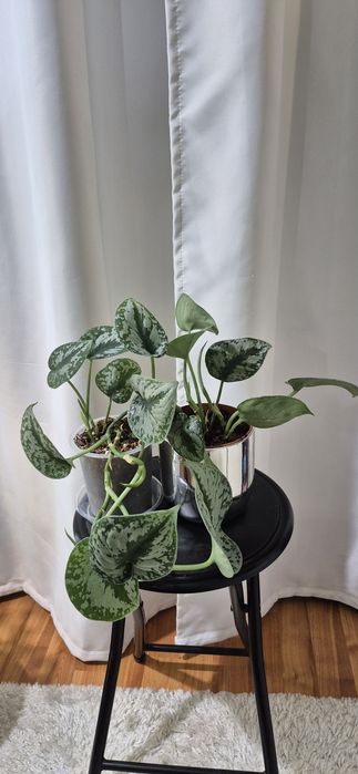 Syngonium, begonia, scindapsus , philodendron, thai, adansonii mint