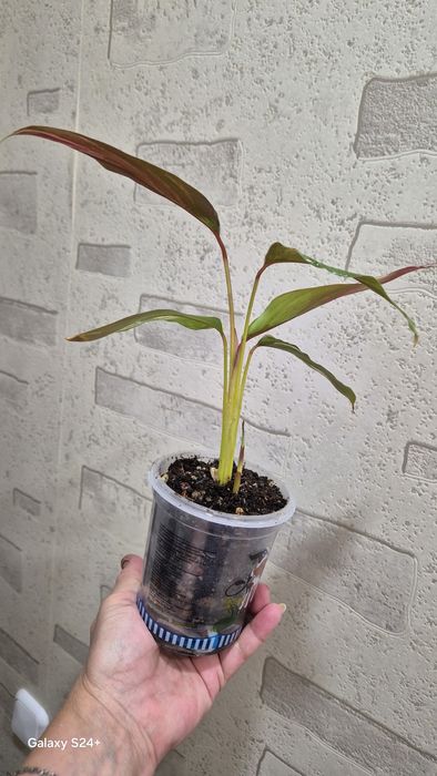 Альпиния вариегатная