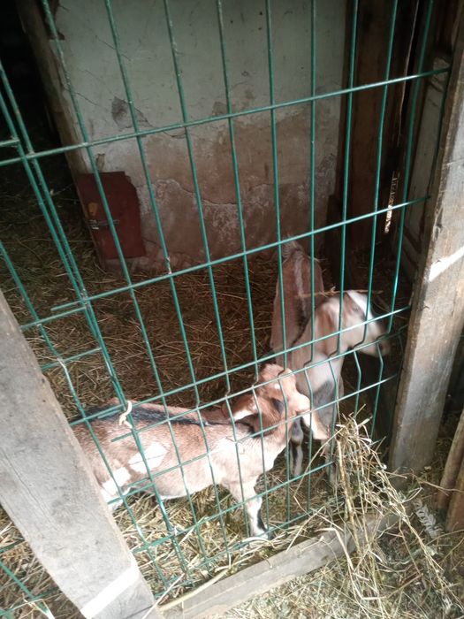 Продаются козлята.