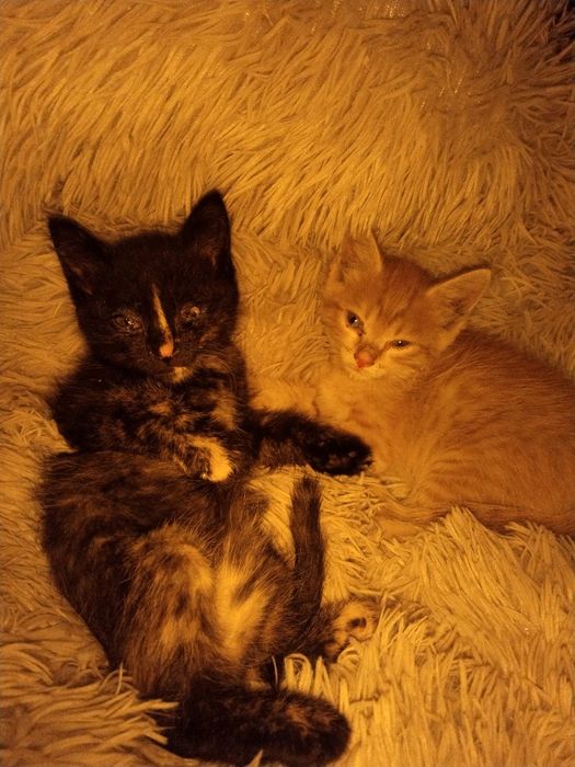 Котята крысыловы